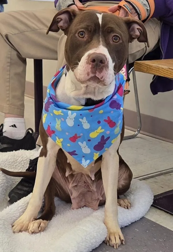 Cadbury Creme Egg thumbnail 2