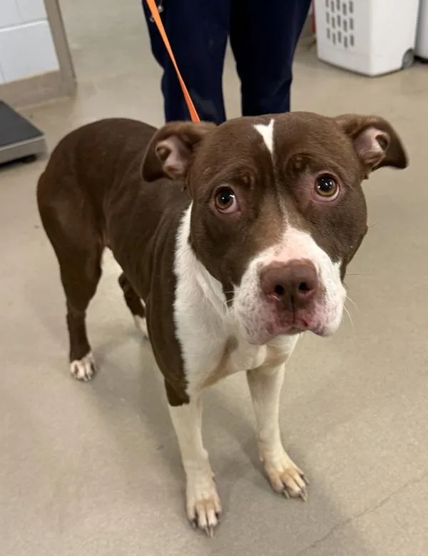 Cadbury Creme Egg thumbnail 4