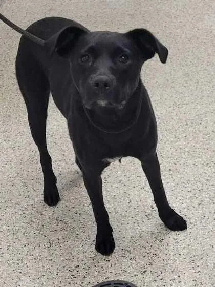 An adult large-sized female Black Mixed Breed dog named Coquette for adoption in Kansas City, MO