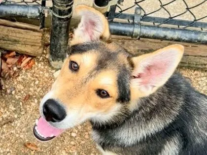 A young medium-sized male Apricot / Beige Mixed Breed dog named Vision for adoption in Georgetown, TX