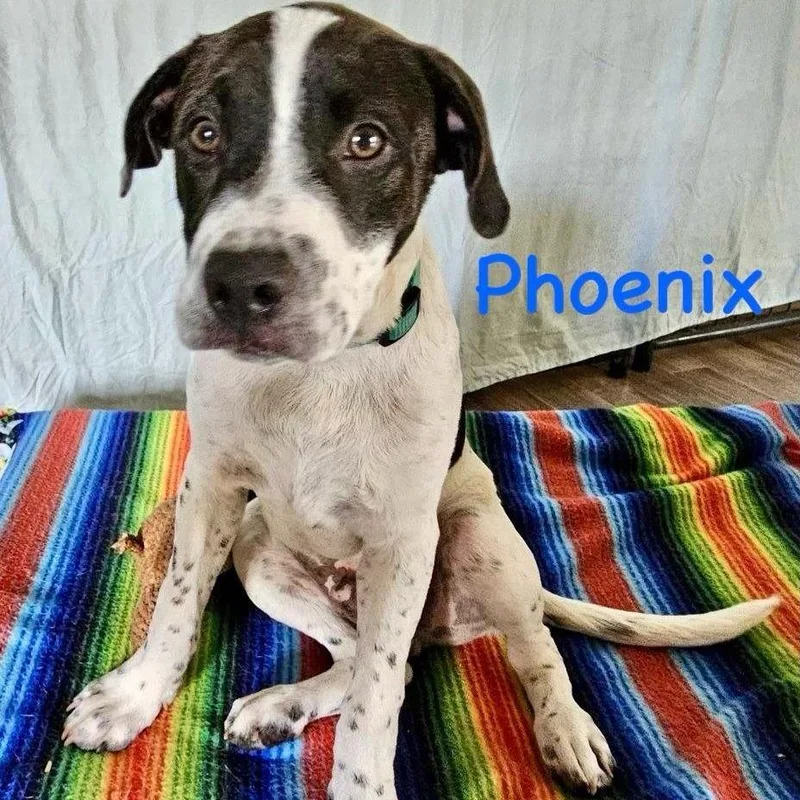 A baby medium-sized male White / Cream Labrador Retriever dog named Phoenix for adoption in Clearwater, FL