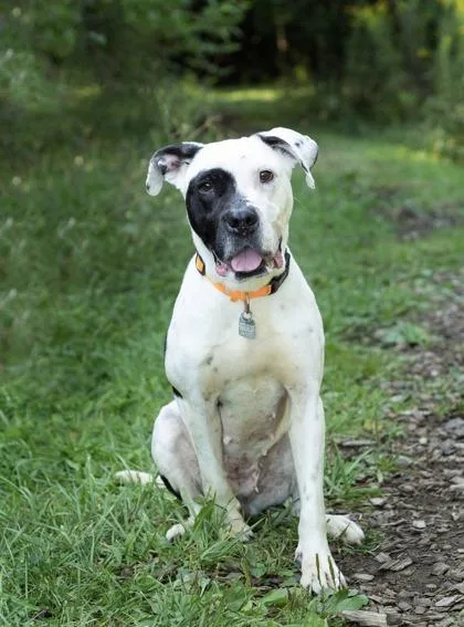 An adult medium-sized female Black Mixed Breed dog named Sincere for adoption in Hamilton, OH