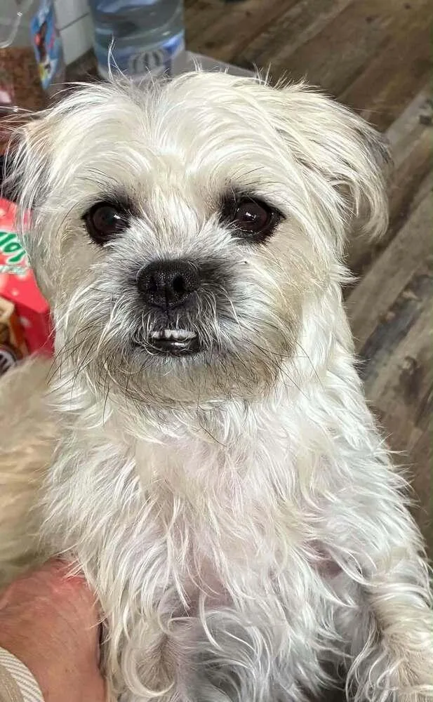 An adult small-sized female White / Cream Pug dog named Gypsy Tzu for adoption in Aurora, IN