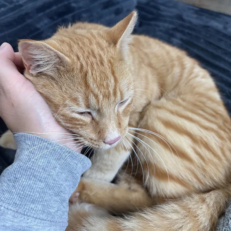 A baby medium-sized male Tabby (Orange / Red) Domestic Short Hair cat named Fanta for adoption in Norwalk, CT