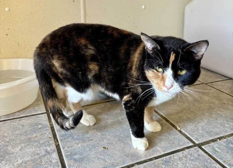 An adult medium-sized female Calico cat named Honey for adoption in Owensboro, KY
