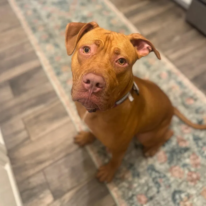 A young large-sized female Yellow / Tan / Blond / Fawn Mixed Breed dog named Fabby Tabby for adoption in Jersey City, NJ