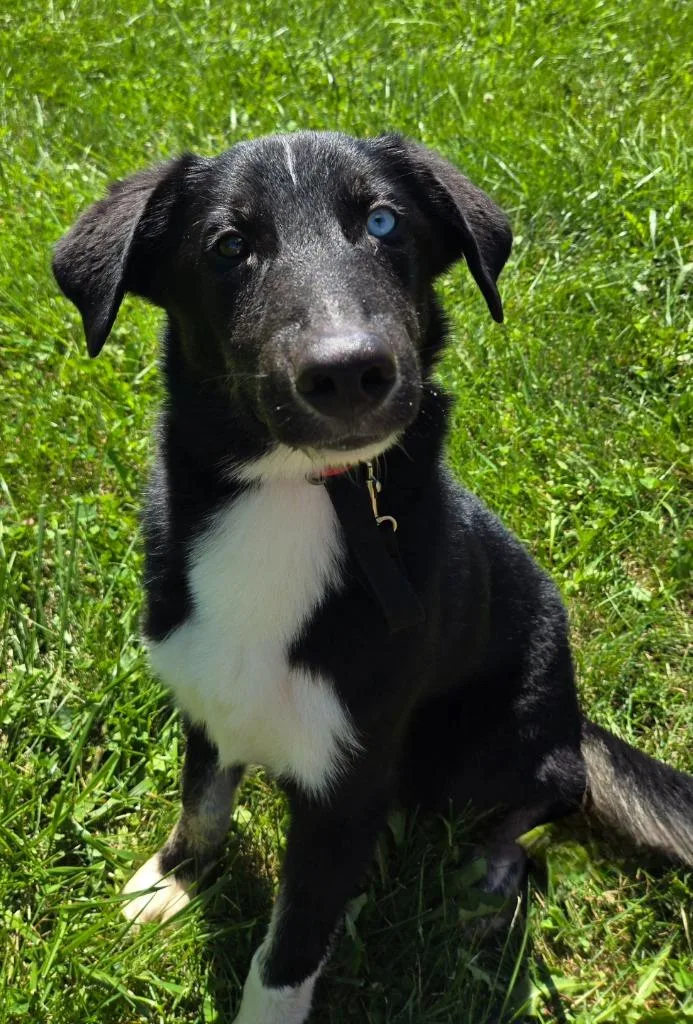 A baby medium-sized male Australian Shepherd dog named Hurricane for adoption in Sandusky, OH
