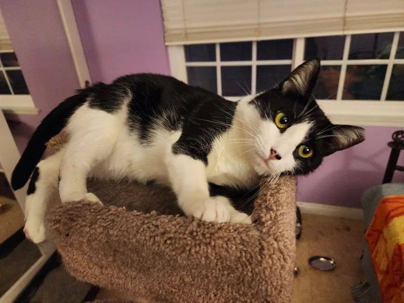 Dulce And Caramelo thumbnail 2