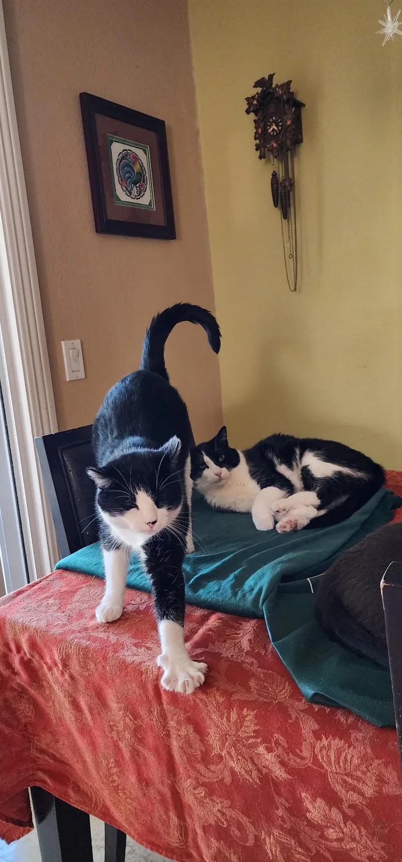 Dulce And Caramelo thumbnail 3