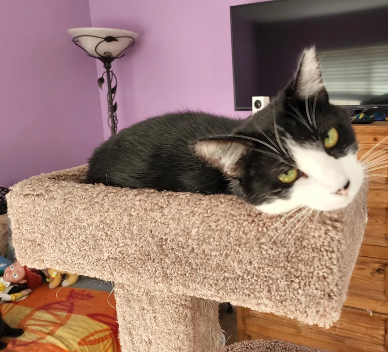 Dulce And Caramelo thumbnail 4