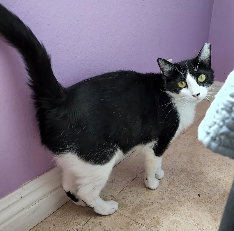 Dulce And Caramelo thumbnail 5