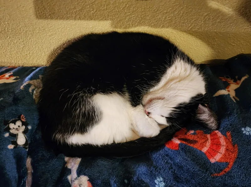 Dulce And Caramelo thumbnail 6