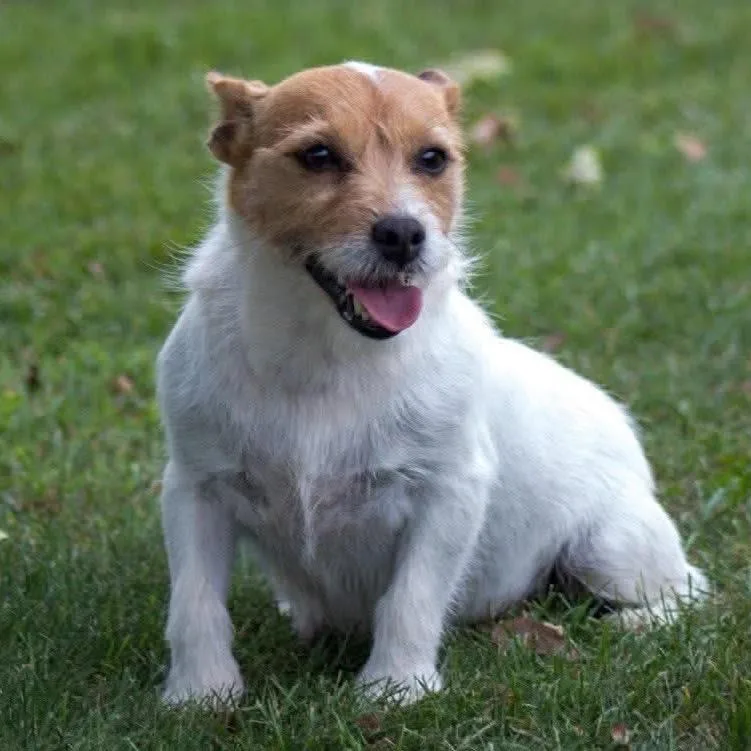 A senior small-sized female White / Cream Jack Russell Terrier dog named Tinker for adoption in Tunkhannock, PA