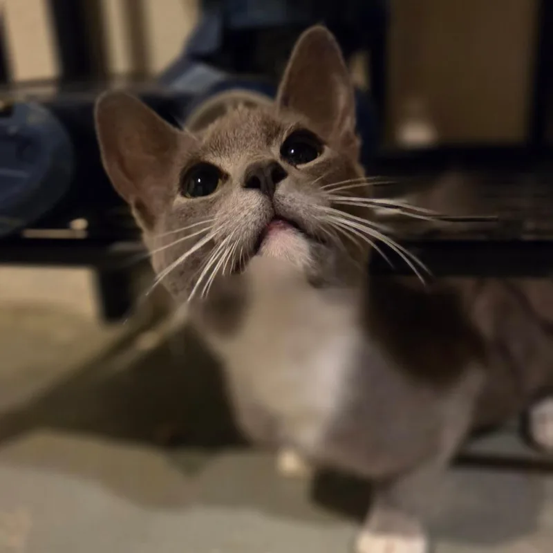 Clarice