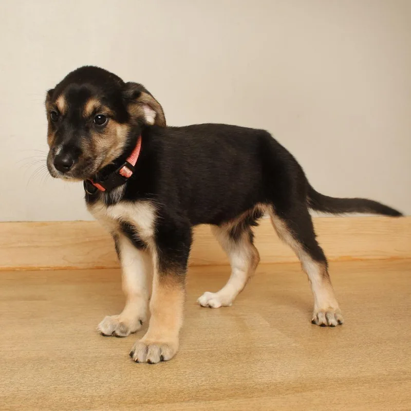 A baby medium-sized female Labrador Retriever dog named Deborah D for adoption in Minnetonka, MN