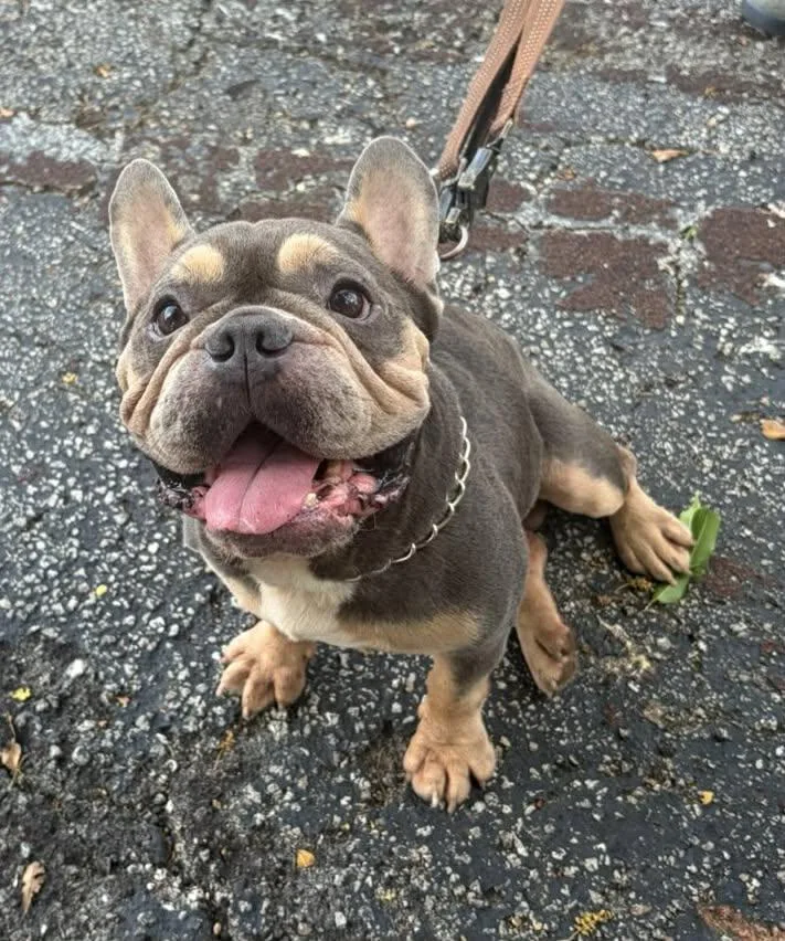 An adult medium-sized male French Bulldog dog named Orlando for adoption in Pompano Beach, FL