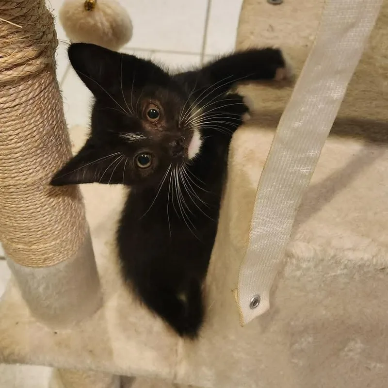 A baby small-sized male Domestic Short Hair cat named Merlin for adoption in Cumming, GA