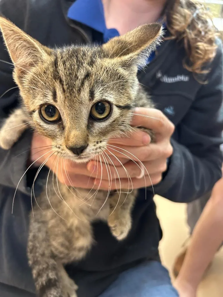 A baby medium-sized female Tabby cat named Blossom for adoption in Nacogdoches, TX