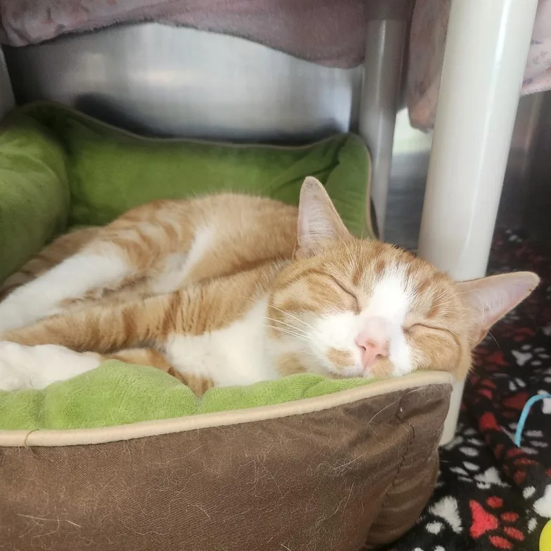 An adult medium-sized female Orange / Red Domestic Short Hair cat named Honey for adoption in Brockton, MA