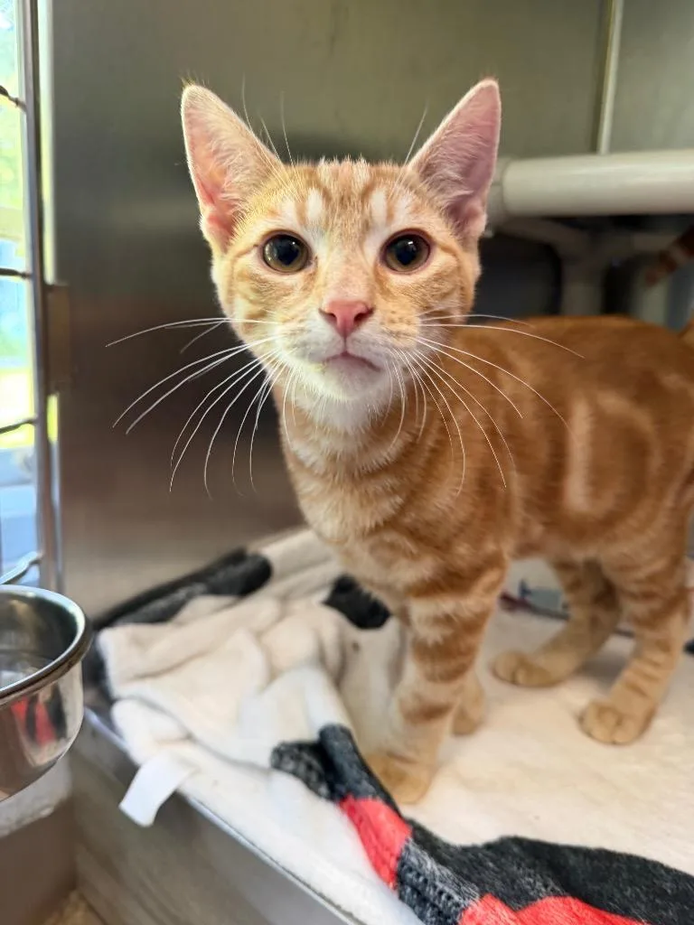 A baby medium-sized male Domestic Short Hair cat named Cotton Eye Joe for adoption in Pomona, NY