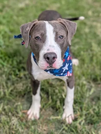 A young medium-sized male Terrier dog named Jax for adoption in Gulfport, MS