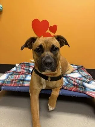 A young large-sized female Golden Presa Canario dog named Tinkerbell for adoption in Bellingham, WA