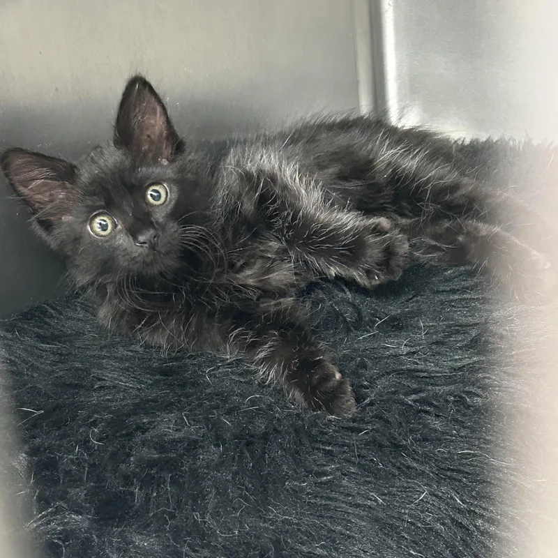 A baby medium-sized female Domestic Medium Hair cat named Missy for adoption in Kent, WA