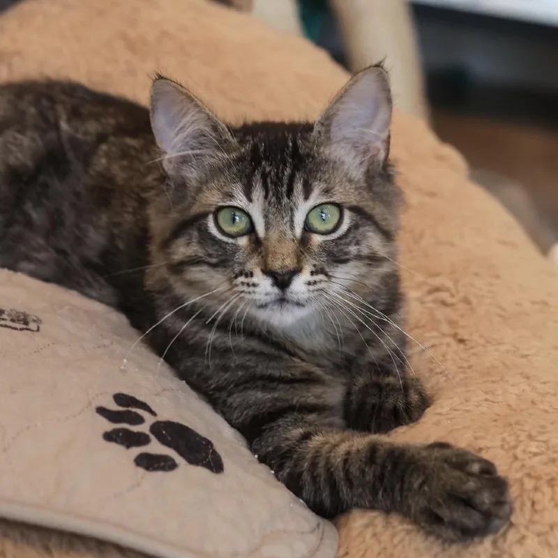 A young small-sized female Brown / Chocolate Domestic Short Hair cat named Gaga for adoption in Los Angeles, CA