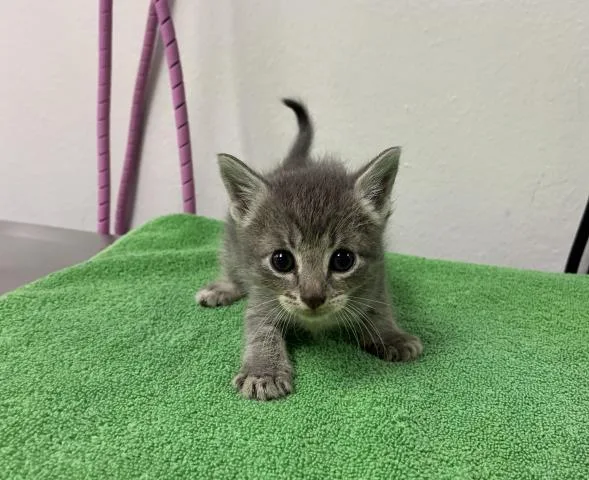 A baby small-sized female Domestic Short Hair cat named Dora for adoption in Pensacola, FL