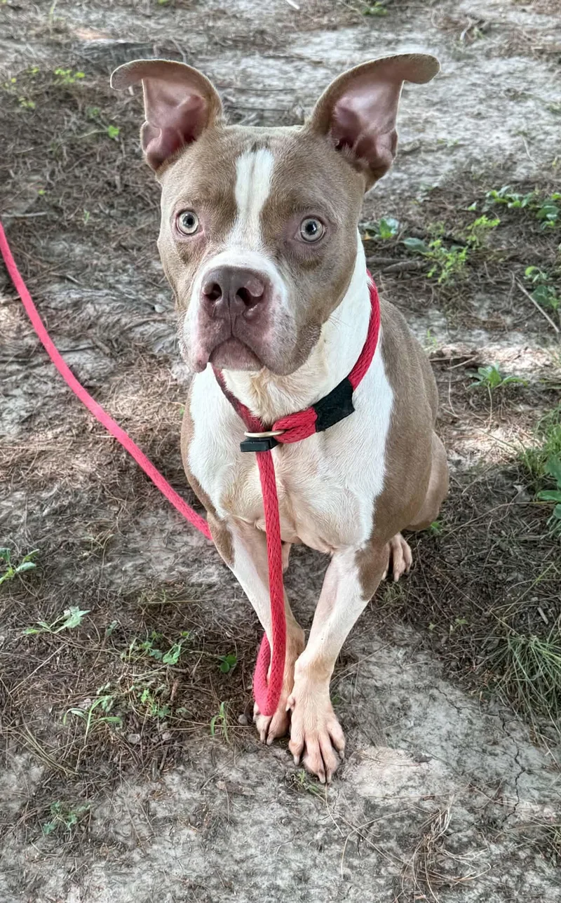 A young medium-sized male Brown / Chocolate Pit Bull Terrier dog named Ducky for adoption in Springfield, IL