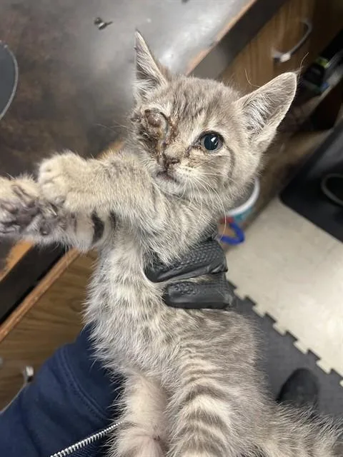 A baby small-sized female Domestic Short Hair cat named Skittles for adoption in Stockton, CA