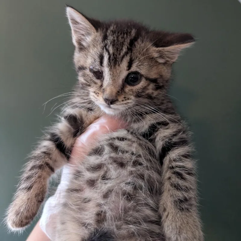 A baby small-sized female Black Domestic Short Hair cat named Talia for adoption in Johnstown, PA
