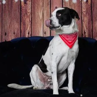An adult large-sized male White / Cream Pit Bull Terrier dog named Beau for adoption in Weatherford, TX