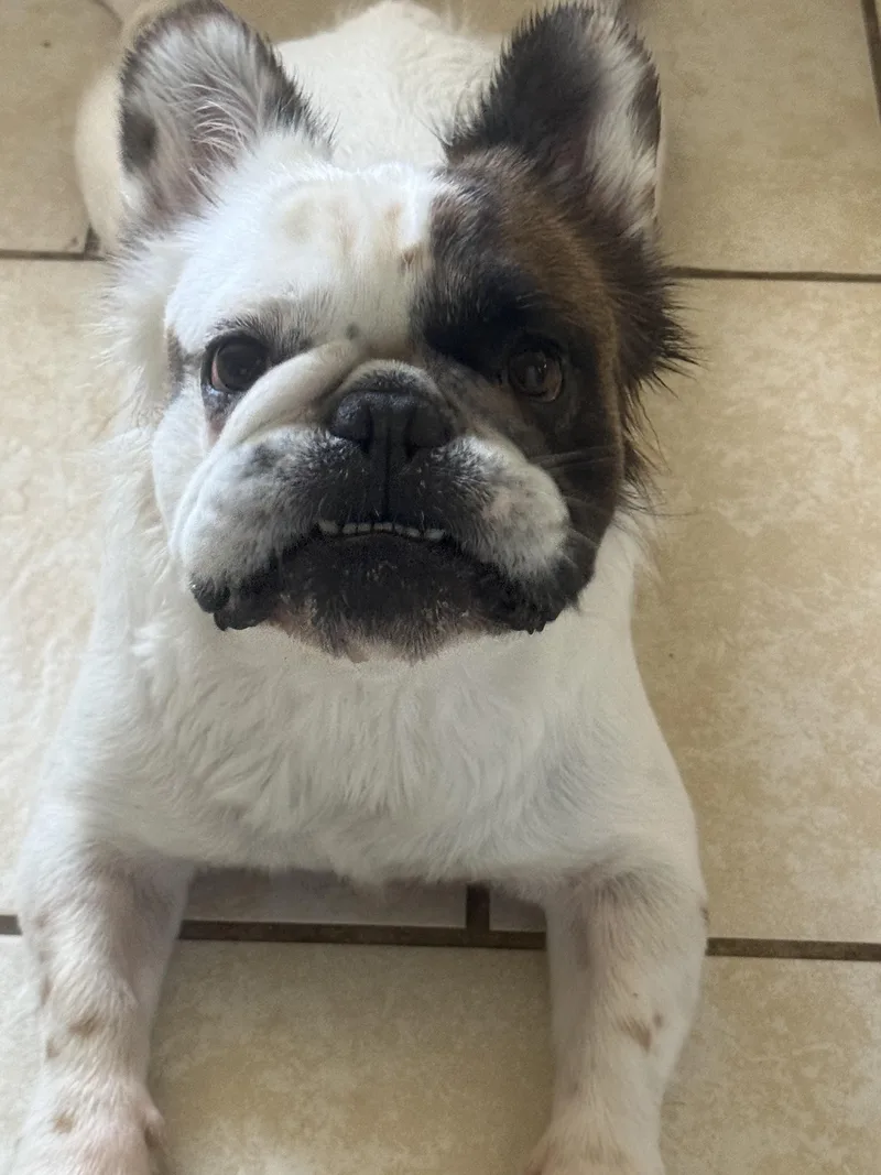 Auggy