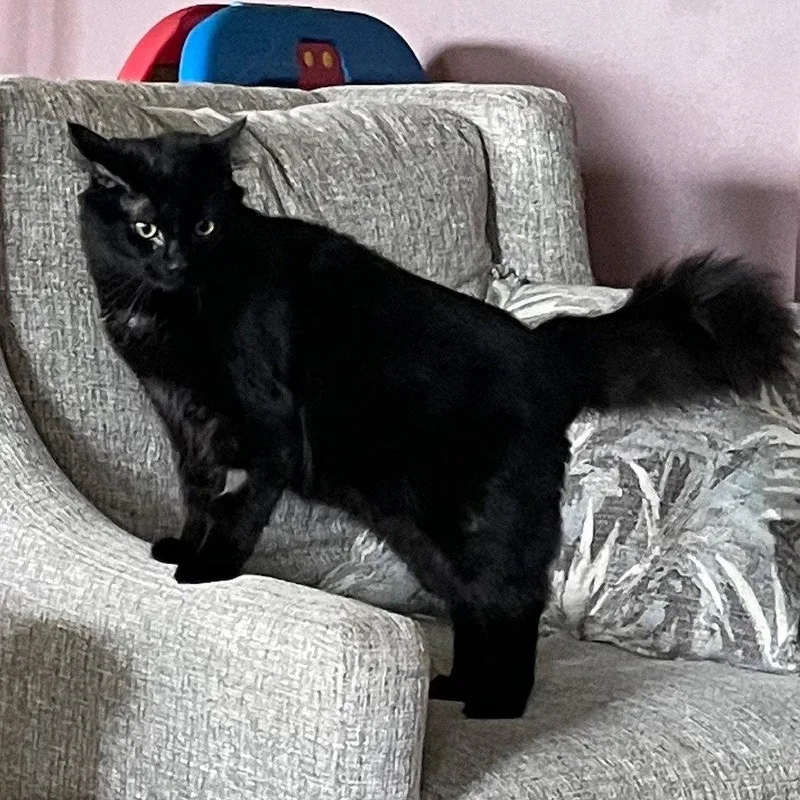 A baby medium-sized male Black Domestic Medium Hair cat named After Dark for adoption in Candler, NC