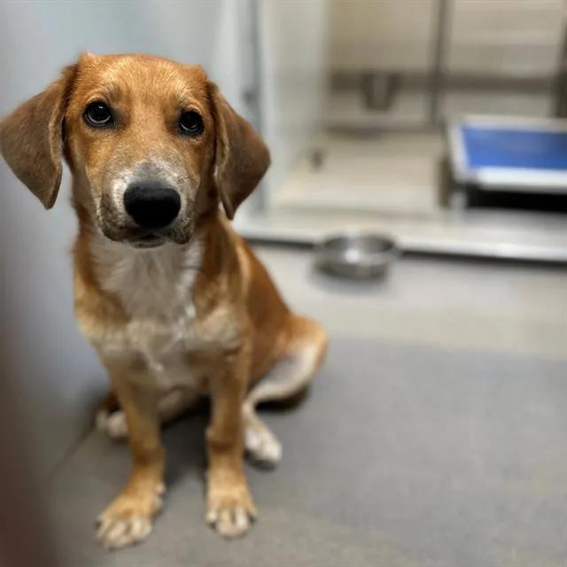 A young small-sized male Golden Retriever dog named A for adoption in Modesto, CA