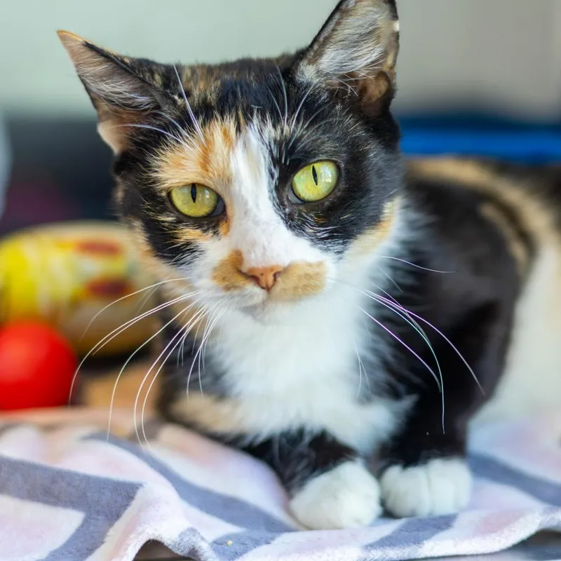 A young medium-sized female Calico Domestic Short Hair cat named Katniss for adoption in Newark, DE
