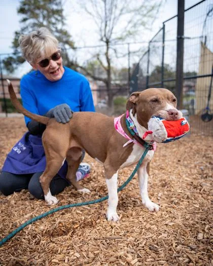 A senior large-sized female Mixed Breed dog named Beanie for adoption in Chamblee, GA