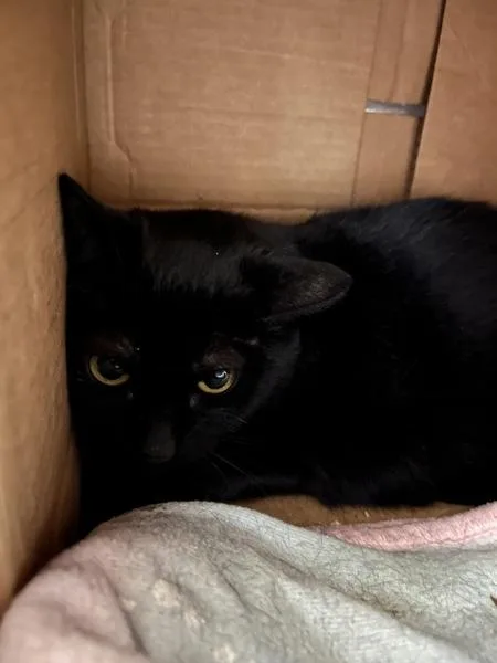 A senior medium-sized female Domestic Short Hair cat named Audi for adoption in Stratham, NH