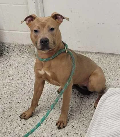 An adult medium-sized female Yellow / Tan / Blond / Fawn Pit Bull Terrier dog named Biscotti for adoption in Kansas City, MO
