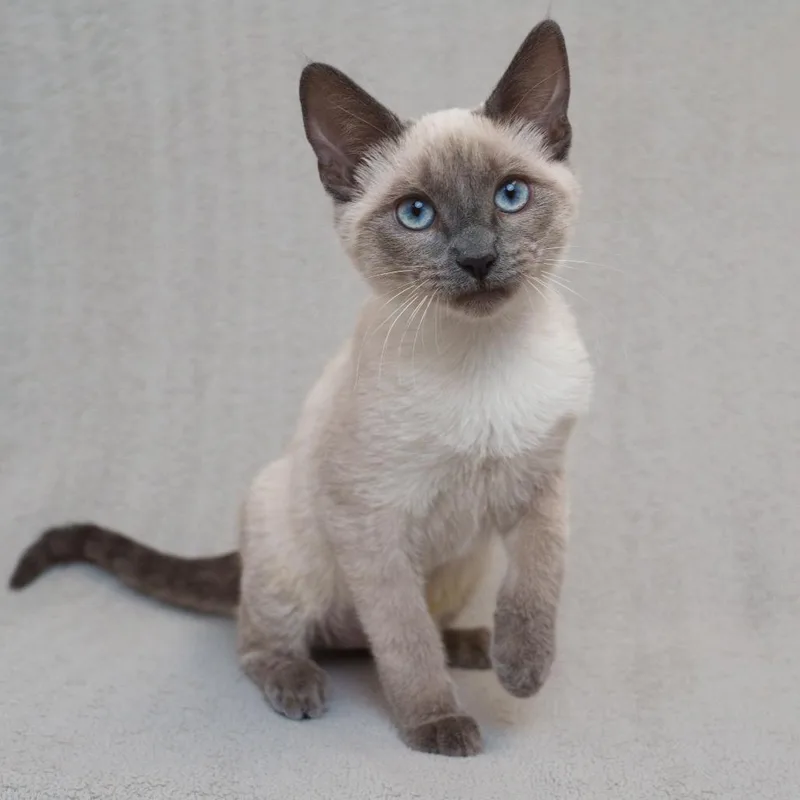 A baby small-sized female Gray / Blue / Silver Domestic Short Hair cat named Lilah for adoption in Sunnyvale, CA
