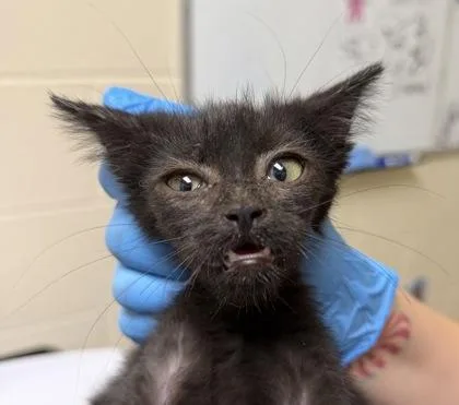 A baby small-sized female Domestic Short Hair cat named Lumi for adoption in Westland, MI