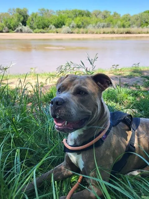 A young medium-sized male Pit Bull Terrier dog named Dbow for adoption in Albuquerque, NM