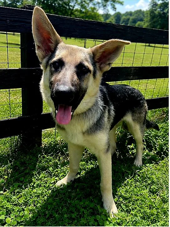 A young large-sized female German Shepherd Dog dog named Puppy Raquel for adoption in Franklin, TN