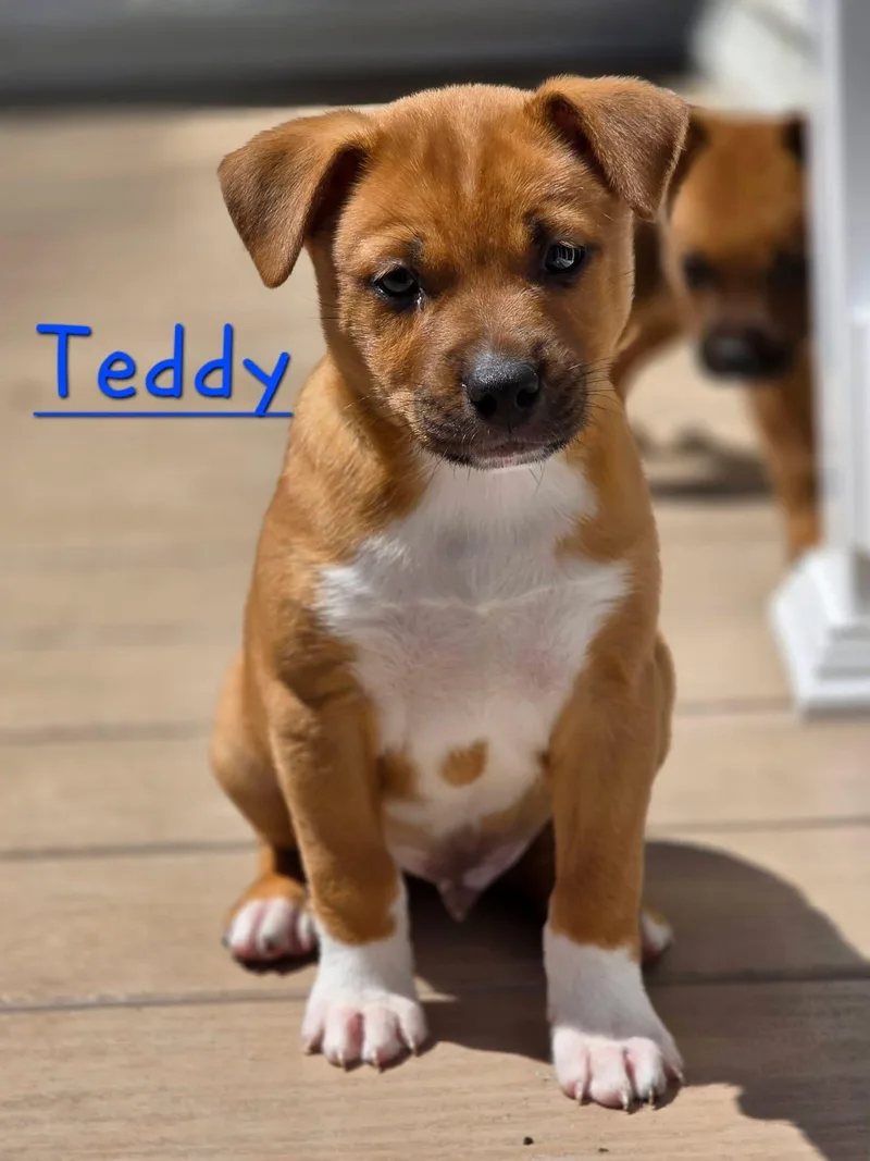 A baby large-sized male Black Mouth Cur dog named Teddy for adoption in Berlin, NJ