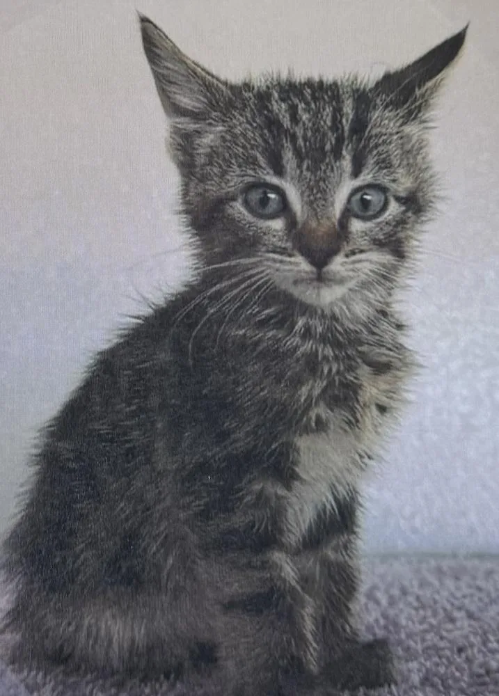 A baby small-sized female Domestic Short Hair cat named Smoe for adoption in Fort Madison, IA