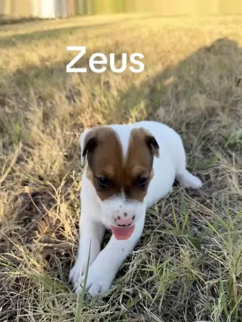 A baby medium-sized male Mixed Breed dog named Zeus for adoption in Dallas, TX