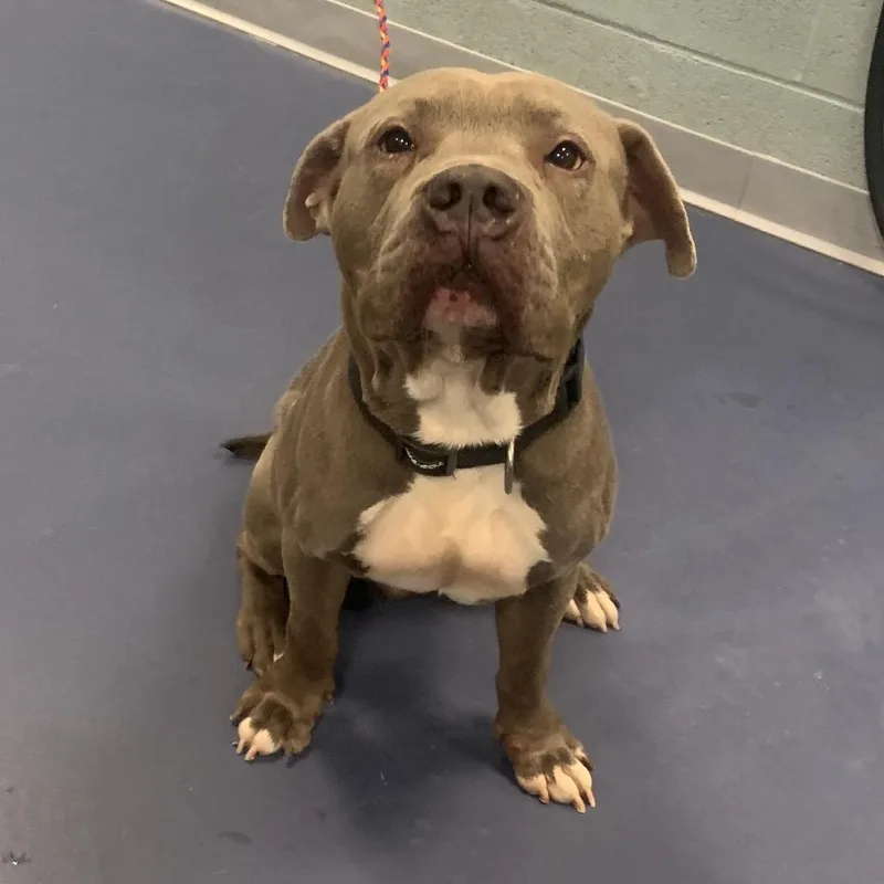 An adult medium-sized male Gray / Blue / Silver Pit Bull Terrier dog named Moose for adoption in Greensboro, NC