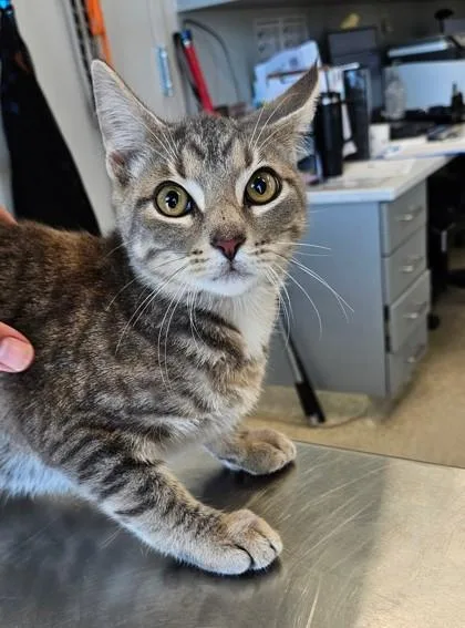 An adult medium-sized male Domestic Short Hair cat named Clark for adoption in Lafayette, IN