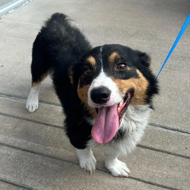An adult small-sized male Black Corgi dog named Bosco for adoption in Evansville, IN